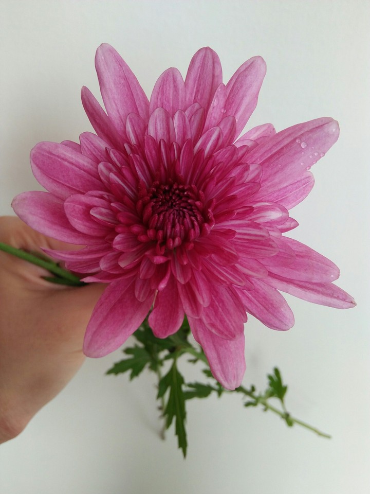 so beauty flower~~^^