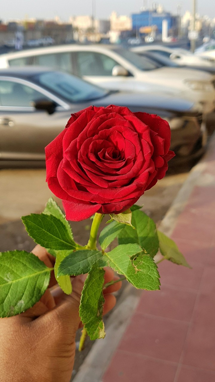 Beauty of Rose