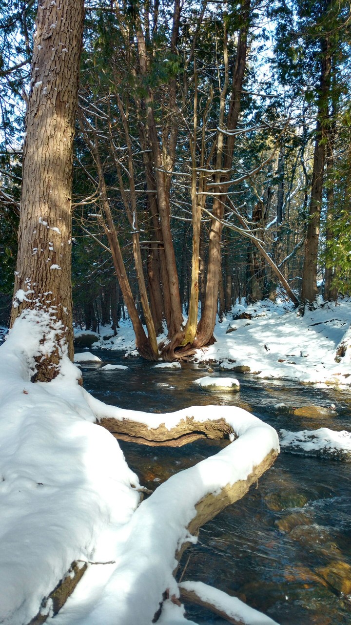 roots on thw water