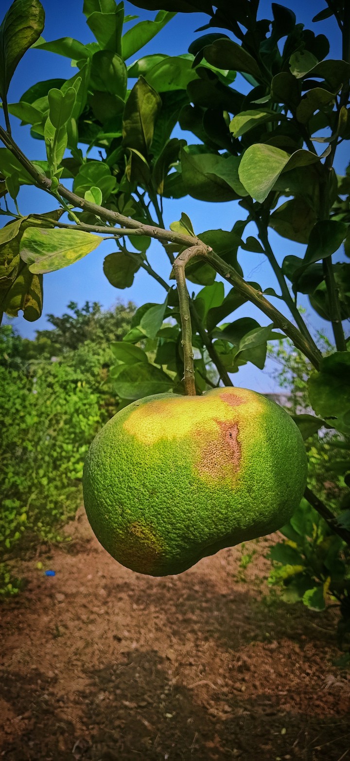 fruit