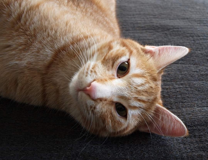 милая мордашка милого котика