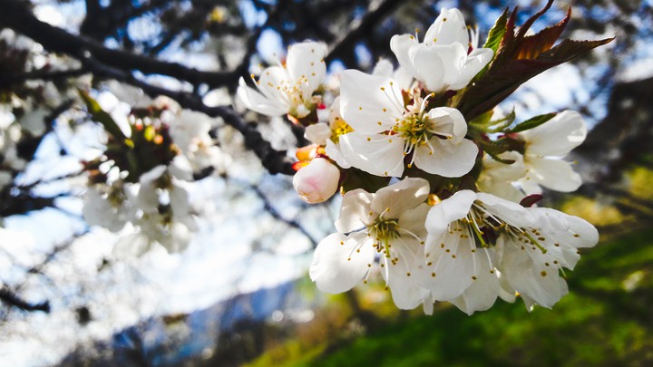 spring beauty