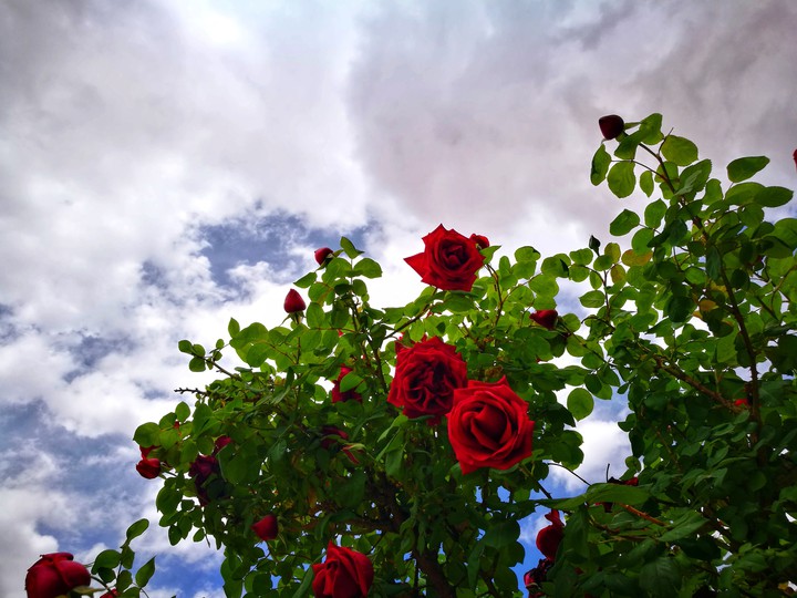 rose