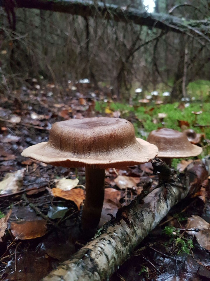 Another strange mushrooms.