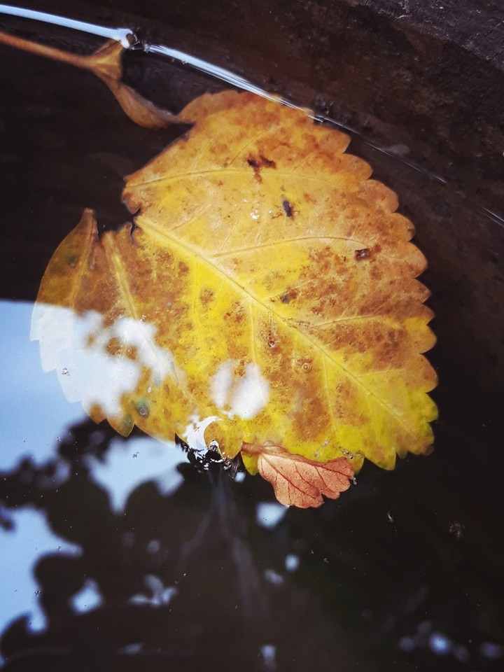 leaf