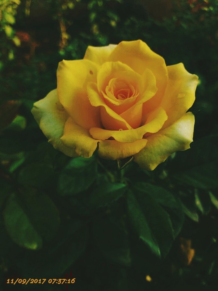 Rosa amarela!