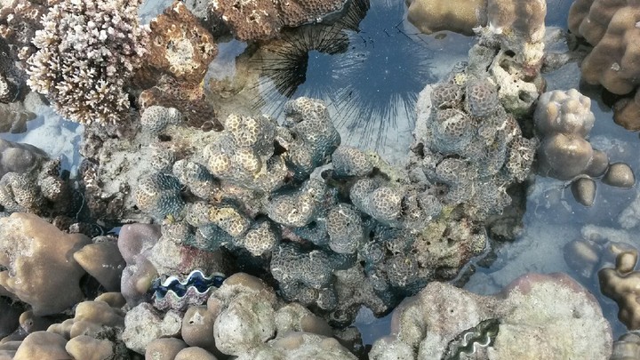 coral