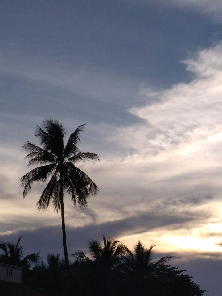 coco. tree