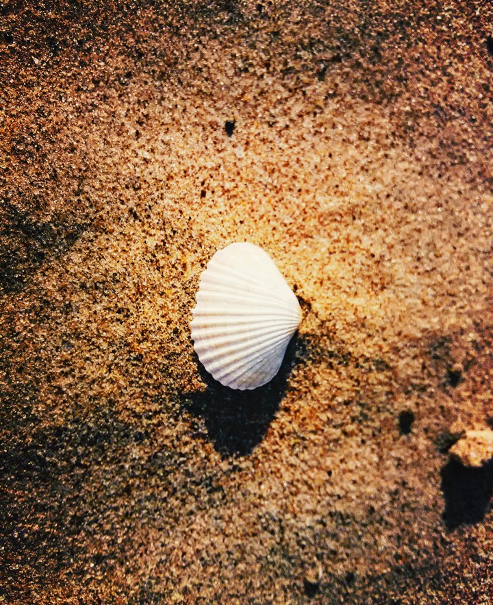 Shell