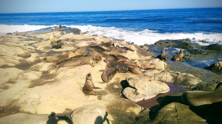 La Jolla, San Diego, CA, USA