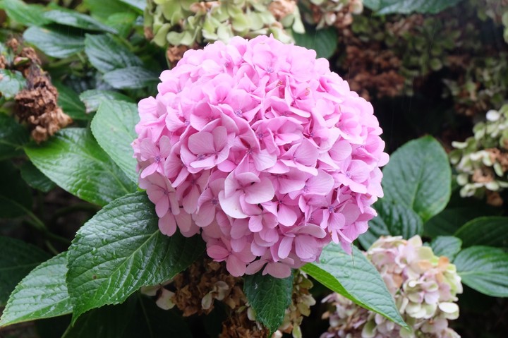serie Hortensia