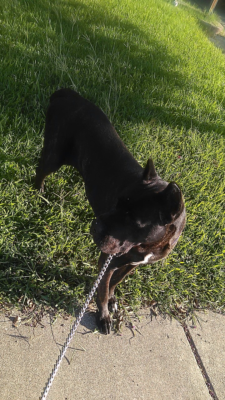 Mi perro / My dog