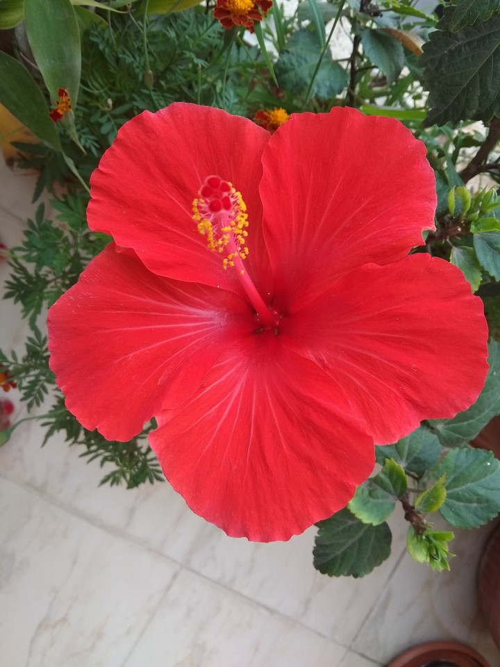 flower