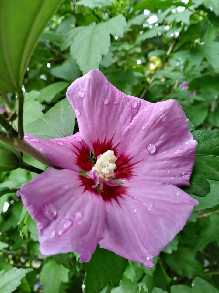 Hibiscus flower