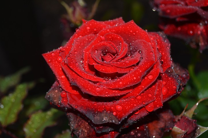 rose