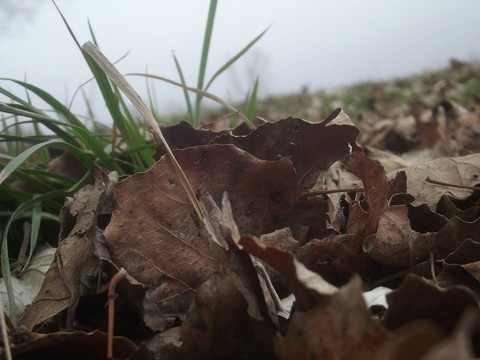 Near the soil