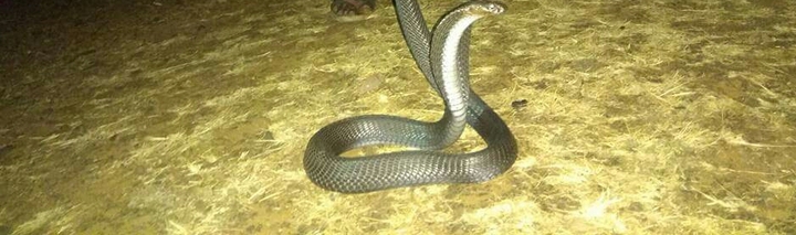 king cobra