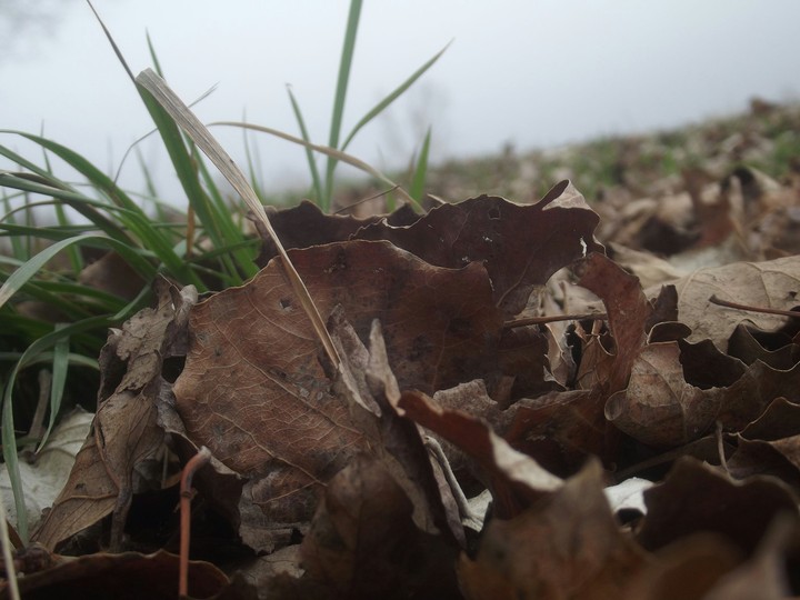 Near the soil