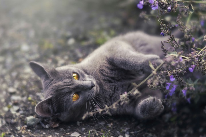 cat