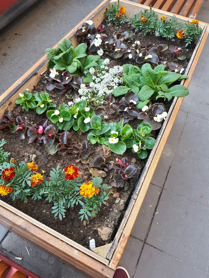 Flowers
