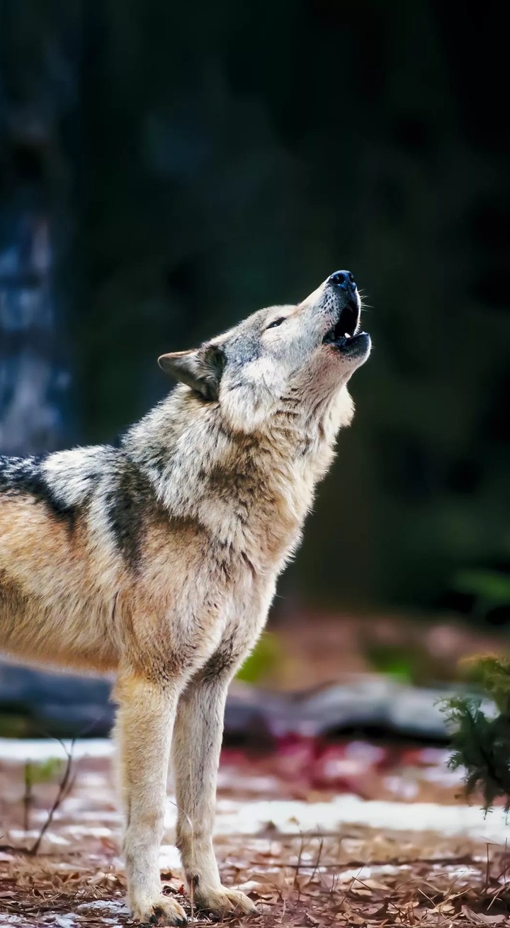 animal