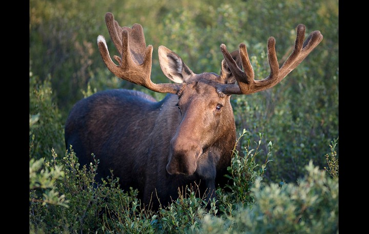 Elk
