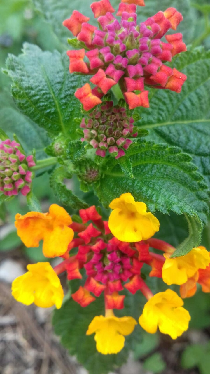 flowers