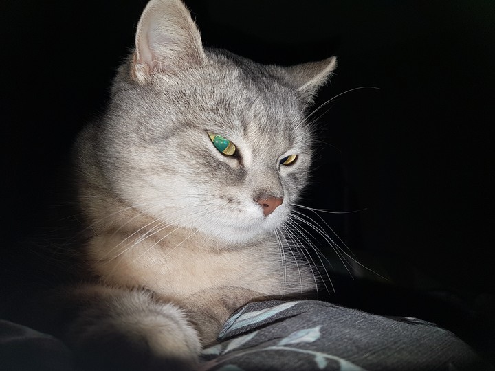 Mitzi