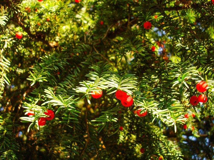 nature