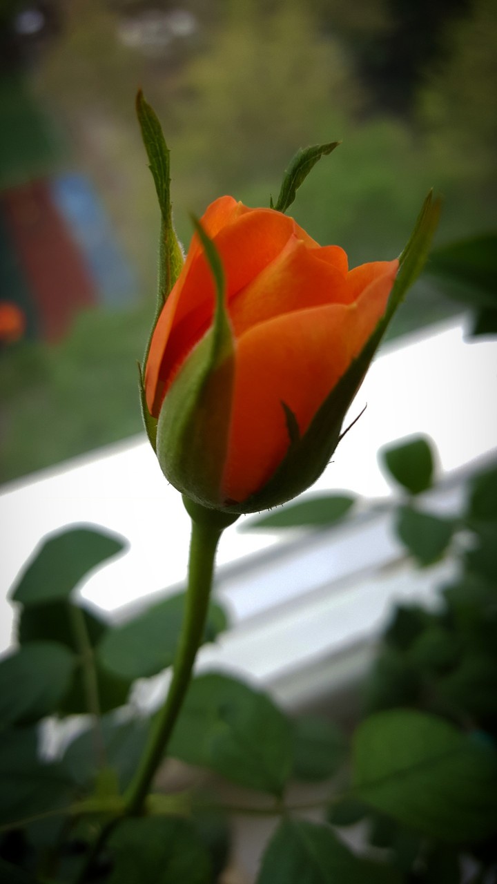 Creamy rose
