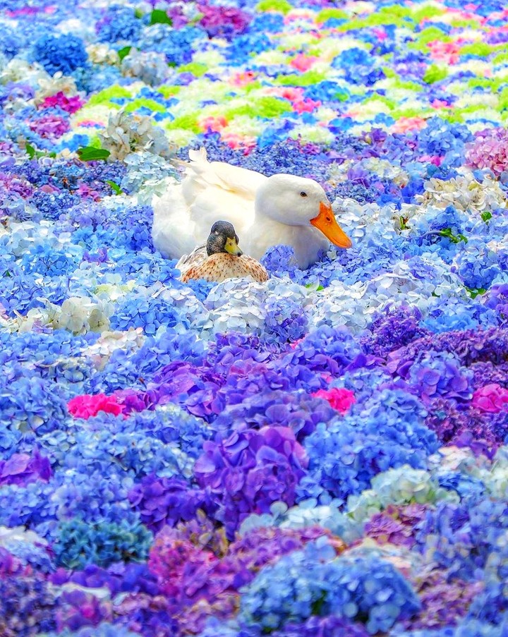 hydrangea
