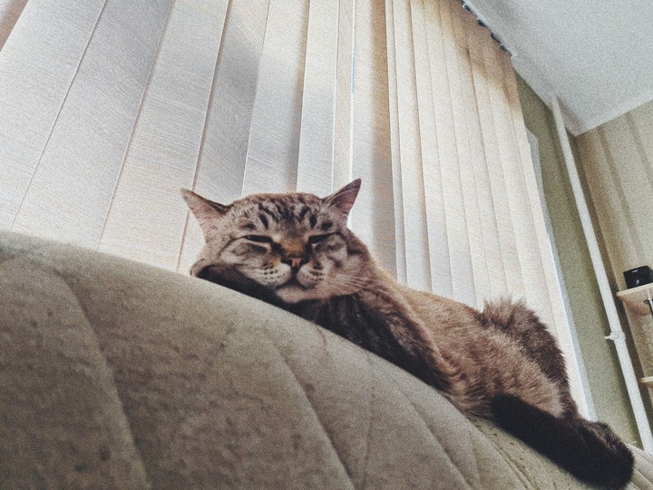 кот