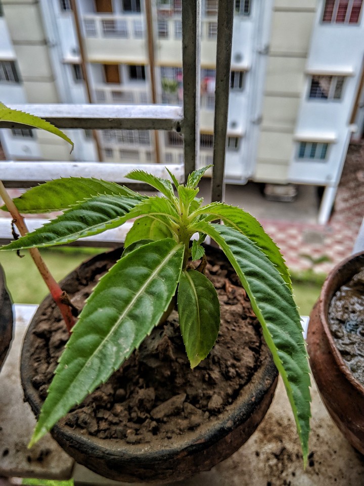 Leaves . plant