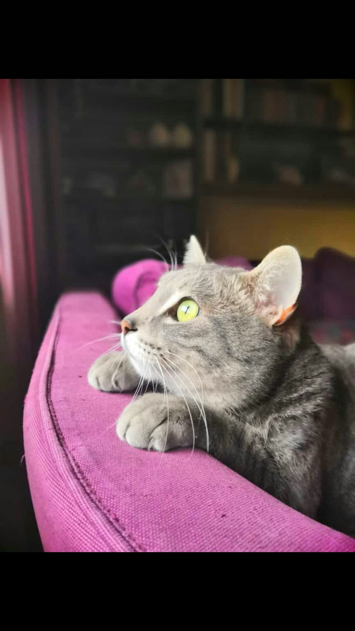 Cat?