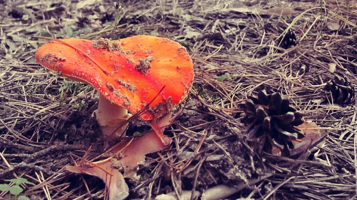 mushroom