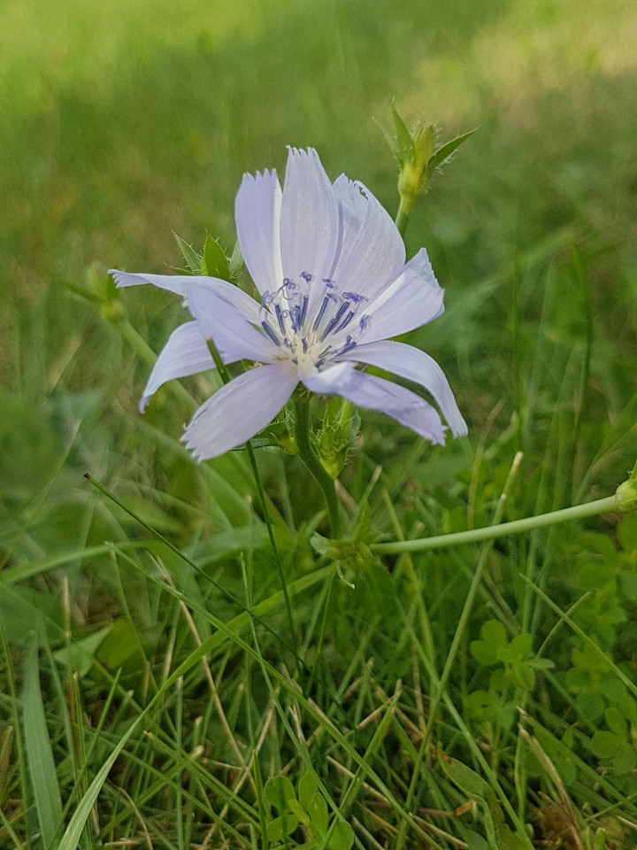 lonely flower