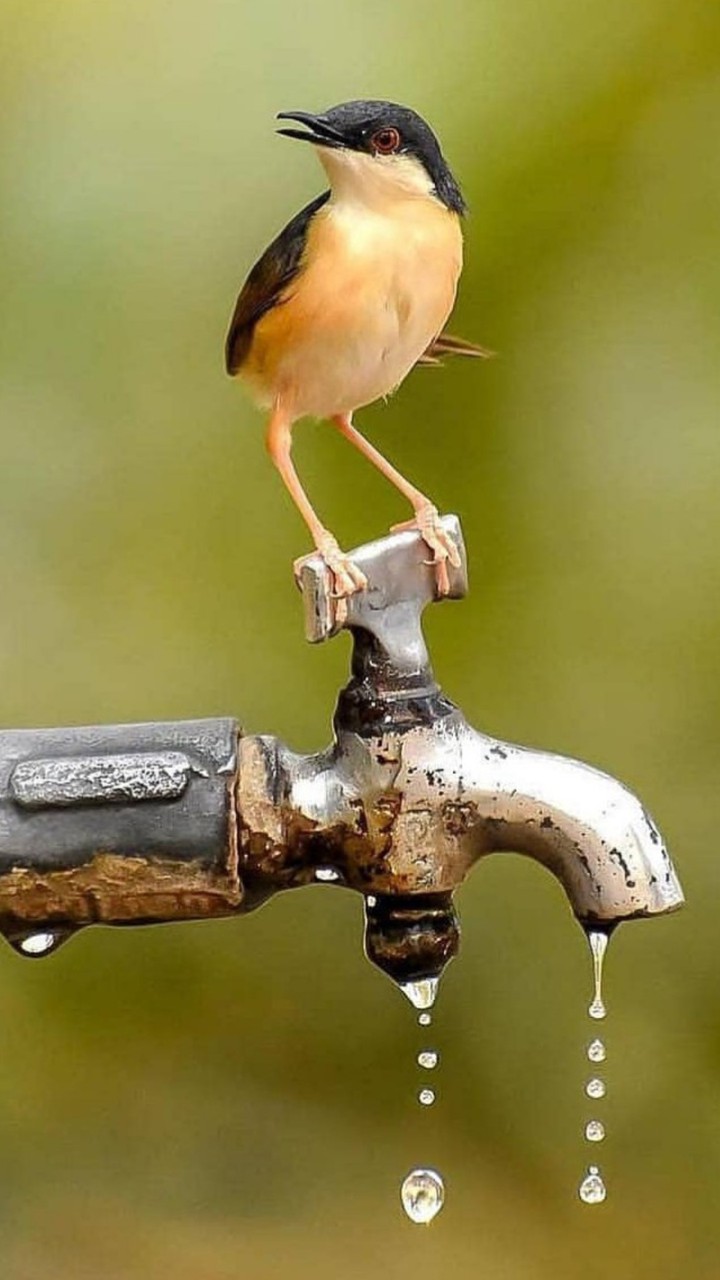 bird