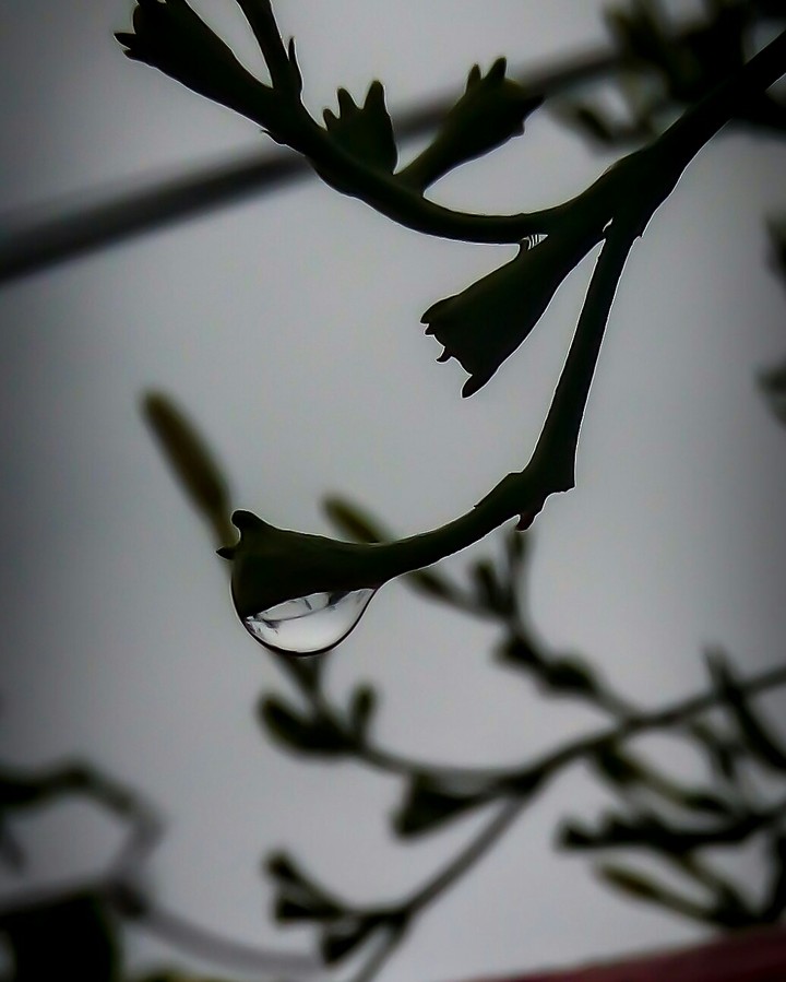 drops