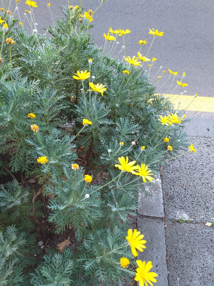 노란꽃