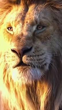 The Lion King♥️