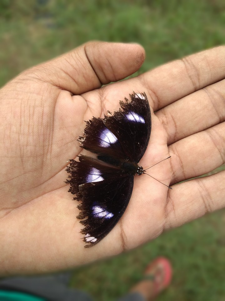 beautiful creature