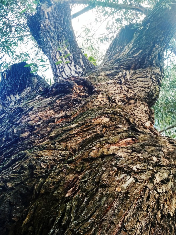 tree