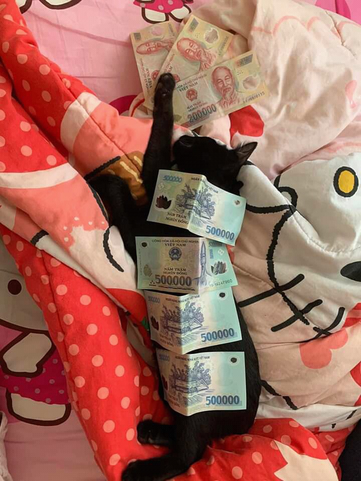 Richcat =))