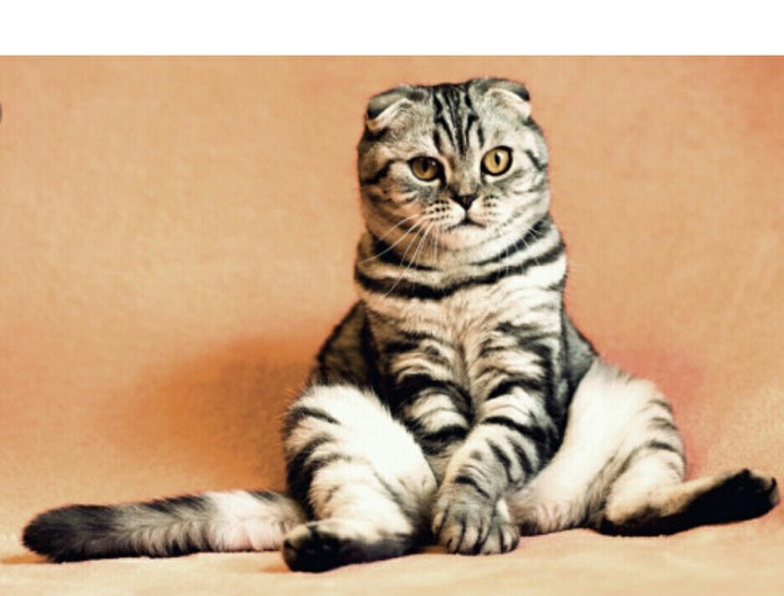 кот