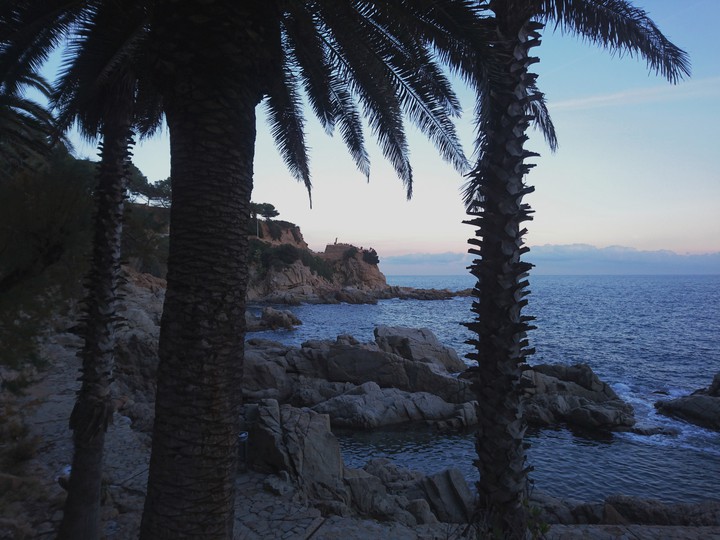 Palmeras