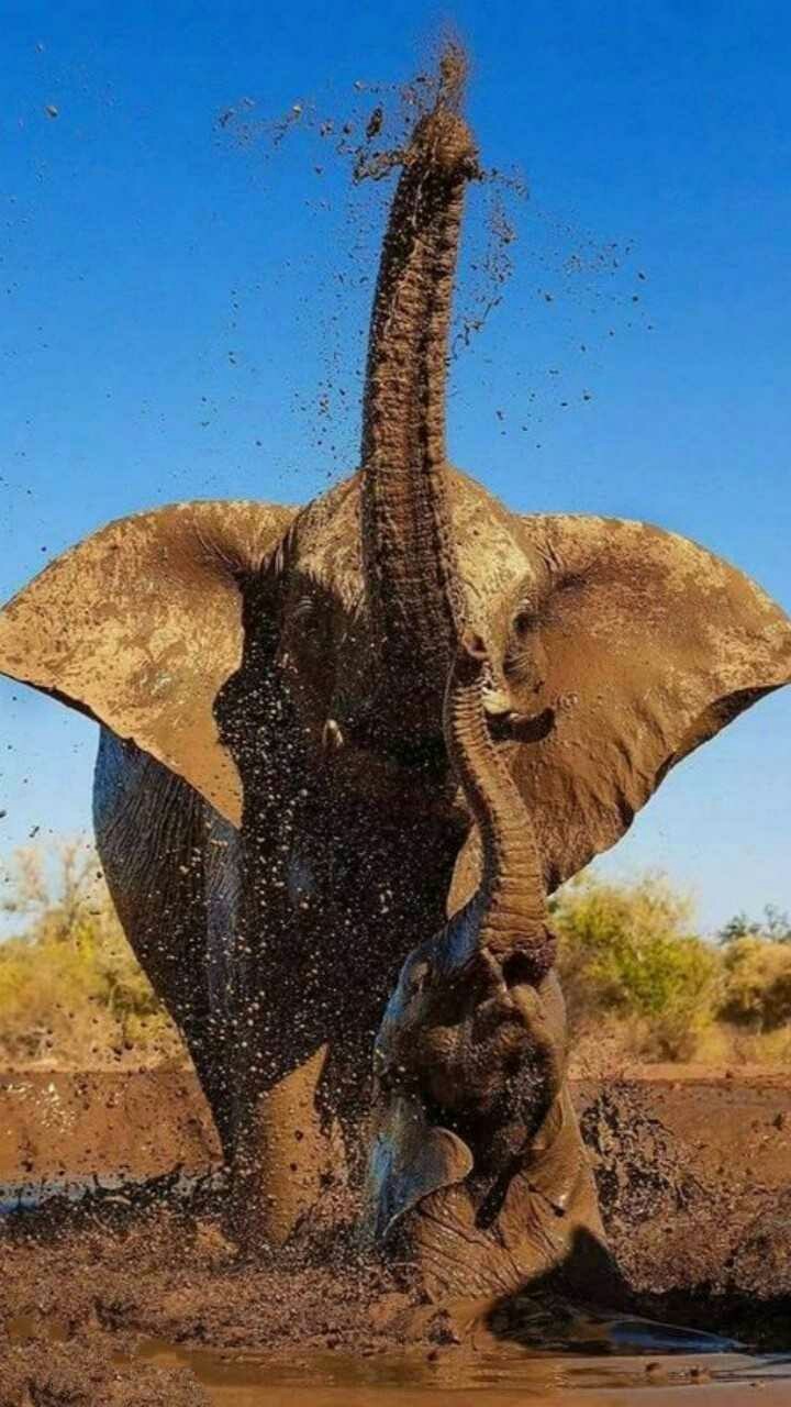Elephant