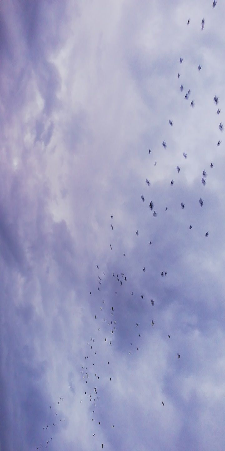 BIRDS
