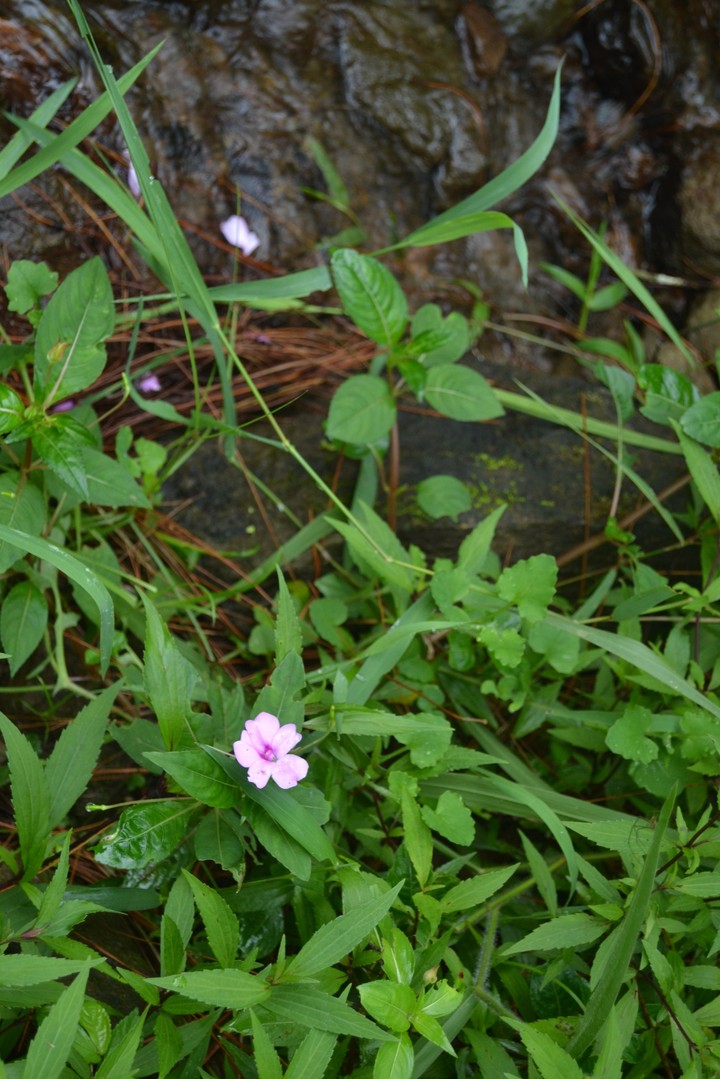 Little Flower