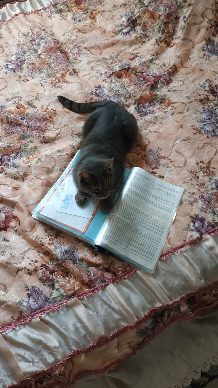 cat is reading book