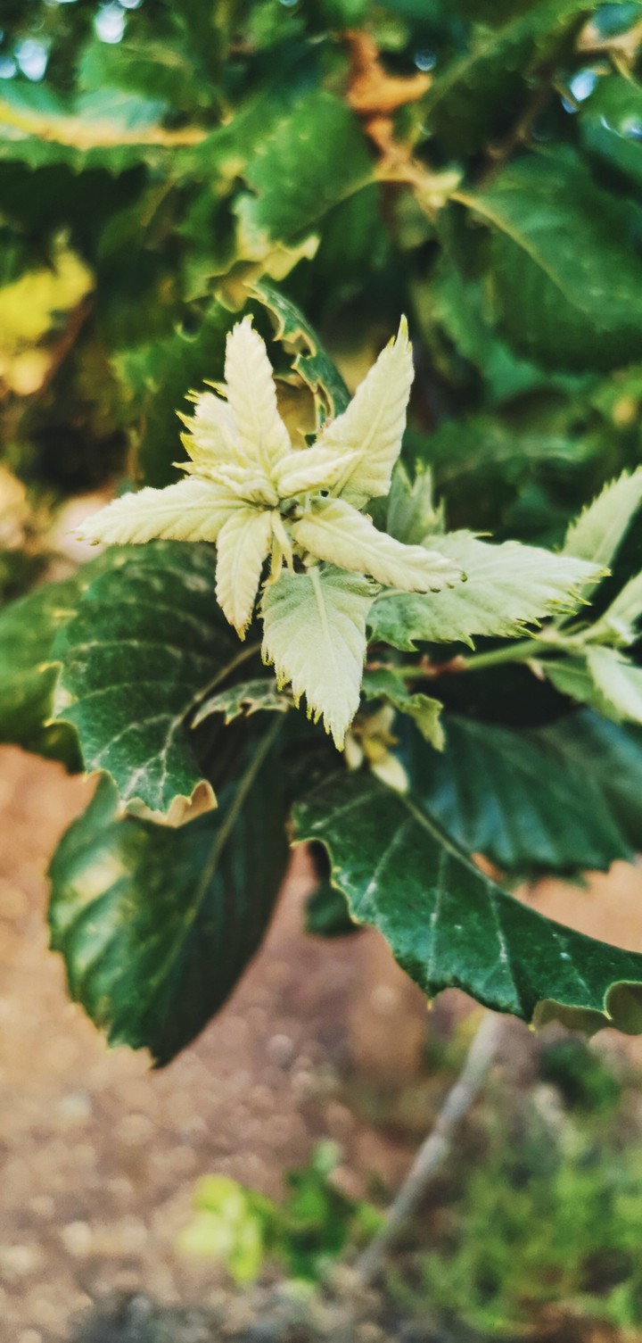 Greeny leaves